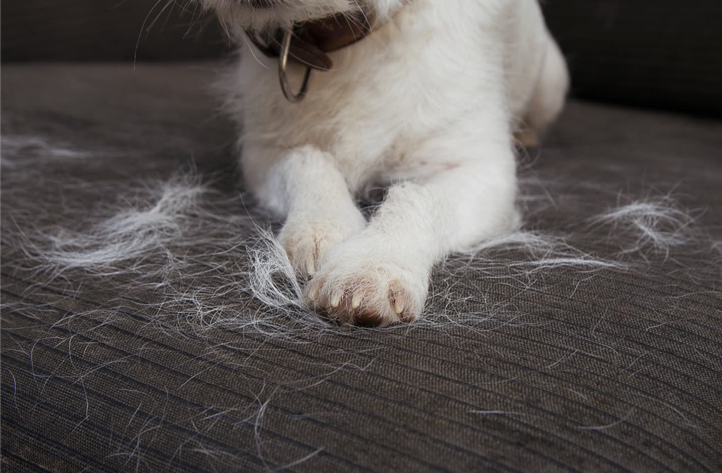 How to Get Pet Hair Off Any Surface: Clothes, Furniture, and Floors